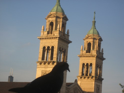 contemplating pigeon