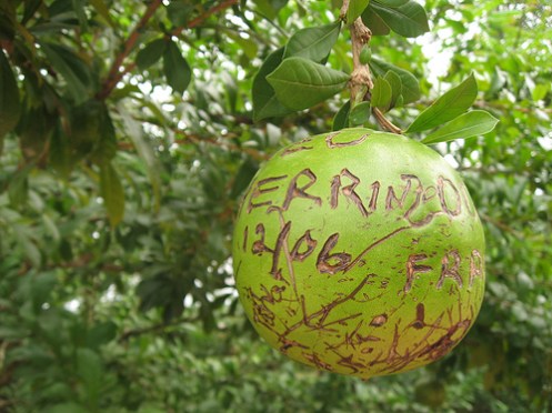 425401303_e8b84451e9